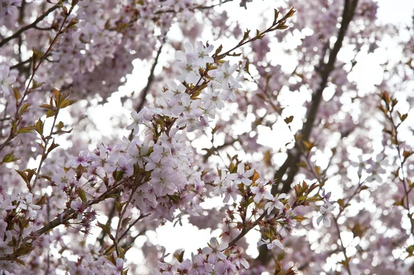 Piękne wysokiej kluczowych jasny wiosenny kwiat obraz — Zdjęcie stockowe