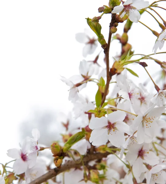 Beautiful high key bright Spring blossom image — Stock Photo, Image
