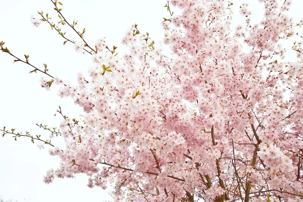 Imagem de flor de primavera brilhante chave alta bonita — Fotografia de Stock