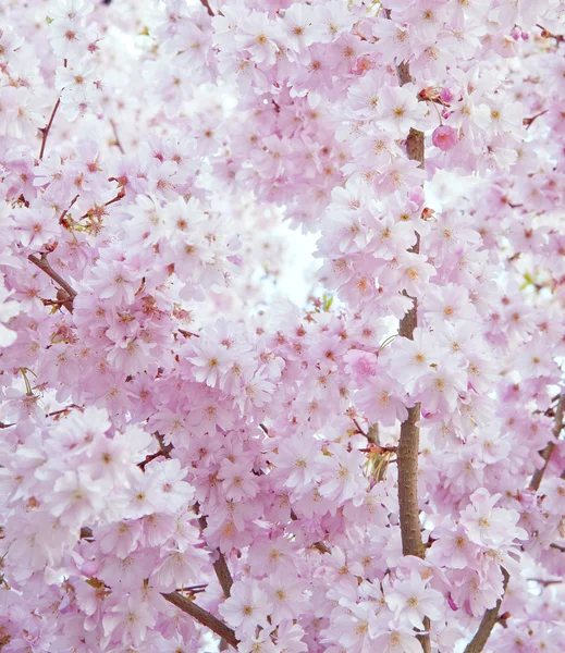 Belle haute clé lumineuse fleur de printemps image — Photo