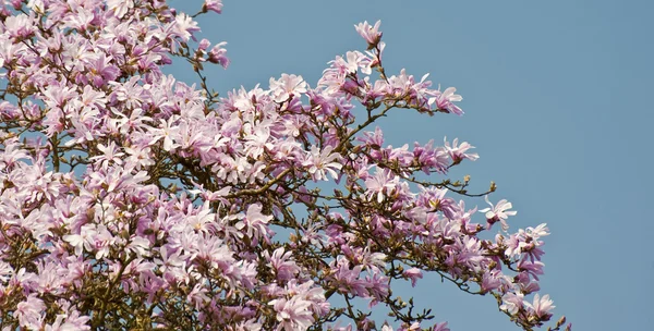 Güzel taze Manolya bahar çiçeği üzerinde canlı mavi gökyüzü — Stok fotoğraf