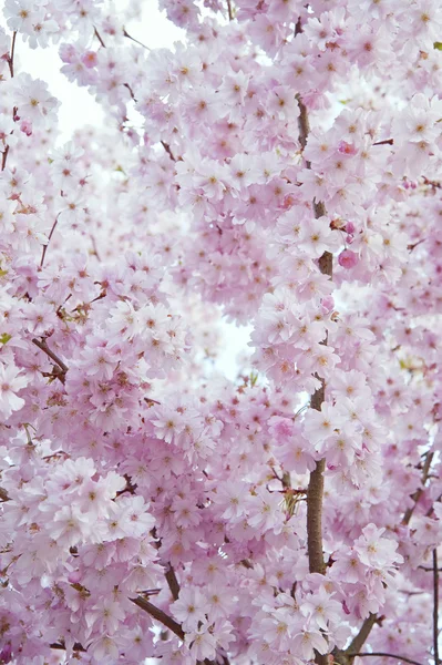 Vacker hög nyckel ljusa våren blomma bild — Stockfoto