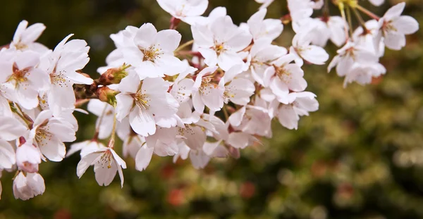 Detal kwiat piękny wiosna świeży — Zdjęcie stockowe