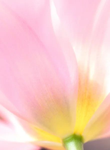 신선한 봄 활기찬 튤립 꽃의 아름 다운 부드러운 파스텔 이미지 — 스톡 사진