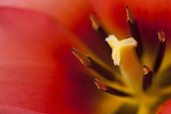 Bella macro primo piano di fresco primavera vibrante fiore di tulipano — Foto Stock