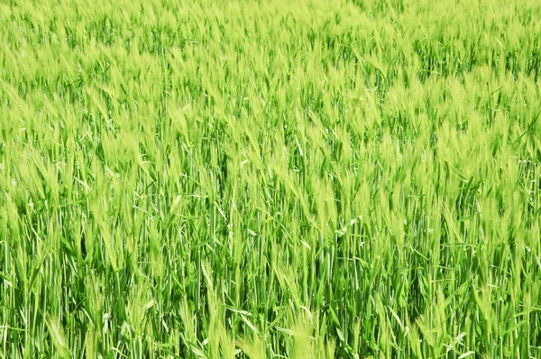 Beautiful Spring Summer image of windy corn field with vibrant b — Stock Photo, Image
