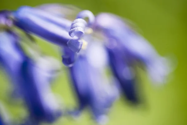 Profundidade rasa de macro de campo de flor de bluebell — Fotografia de Stock
