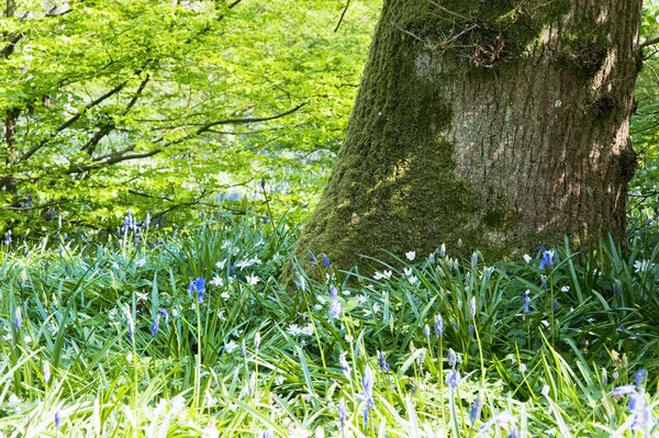 Varma gyllene ljus i våren bluebell woods — Stockfoto