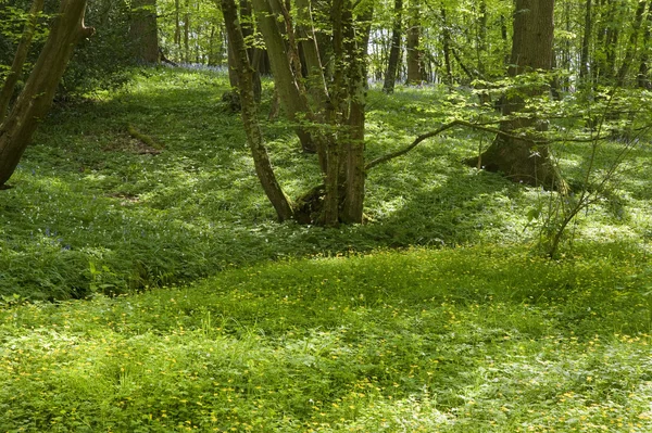 Ciepły złoty światło w lesie bluebell wiosna — Zdjęcie stockowe