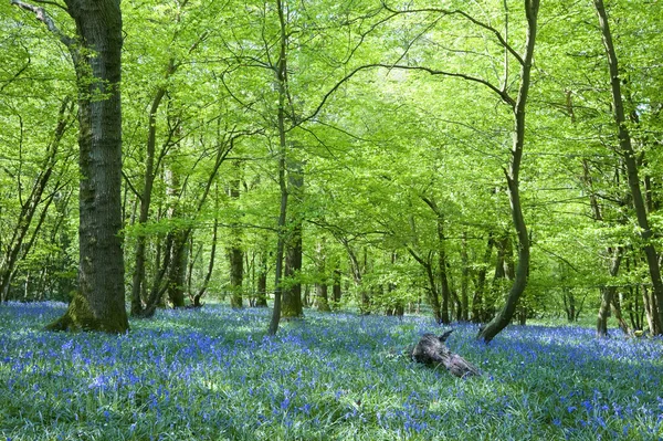 Luz dourada quente em florestas de sino azul de primavera — Fotografia de Stock