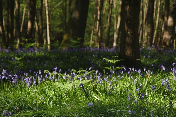 Imagem bonita de bosques de sinos azuis do ponto de vista muito baixo — Fotografia de Stock