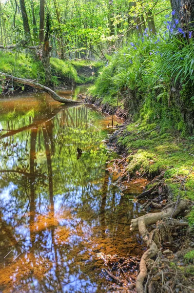 Alacsony szempontból patak fut keresztül erdő mentén — Stock Fotó