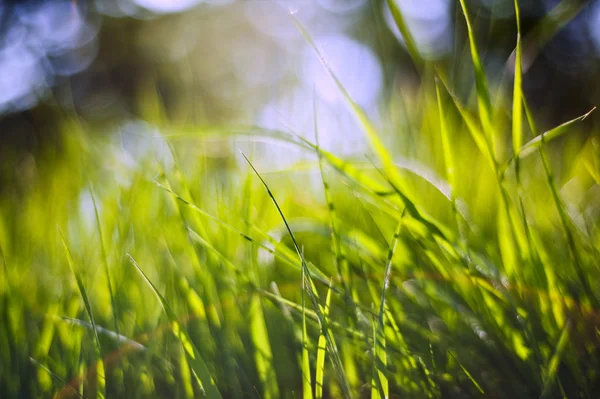 Våren natur bakgrund med gräs blad och defocussed ljus — Stockfoto