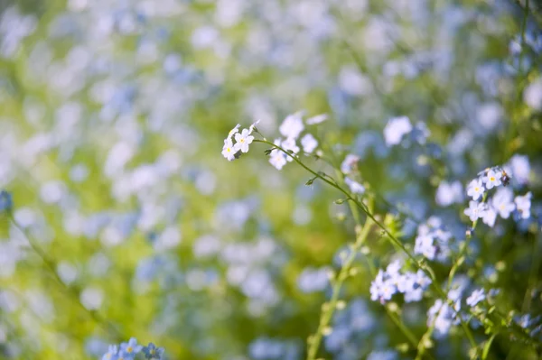 Primavera natureza fundo com esquecer-me-não flores e desfocagem — Fotografia de Stock