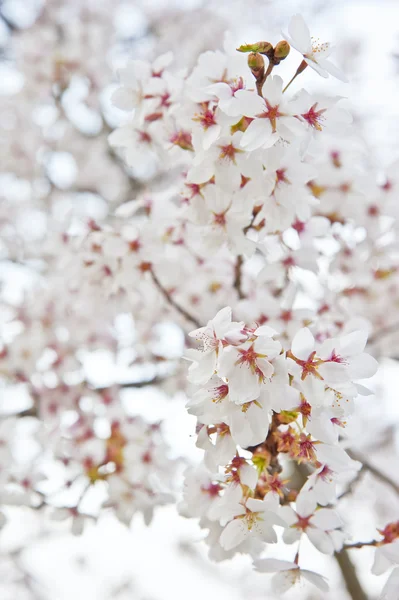 Schöne High-Key helle Frühlingsblüte Bild — Stockfoto