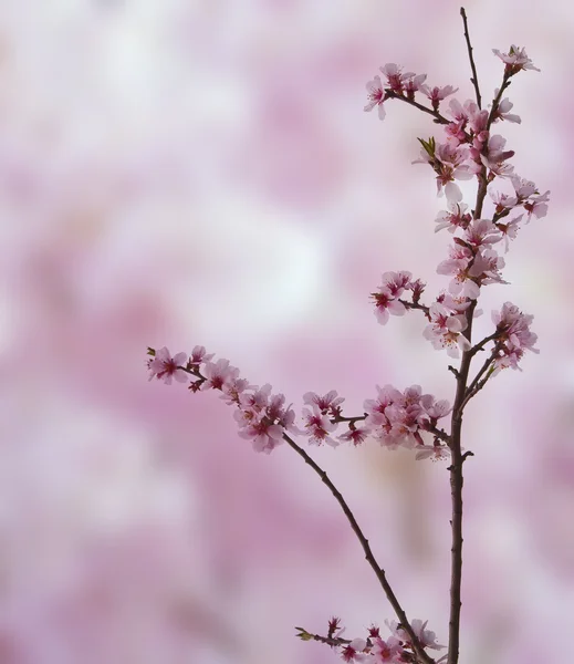 Schöne High-Key helle Frühlingsblüte Bild — Stockfoto