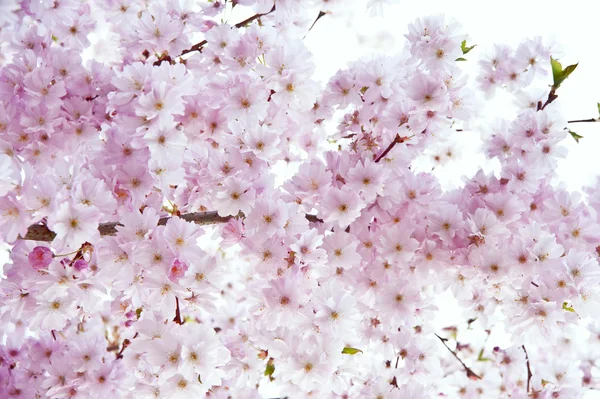 Imagem de flor de primavera brilhante chave alta bonita — Fotografia de Stock