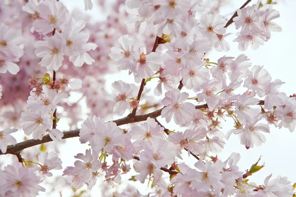 美しい高キー明るい春の花の画像 — ストック写真