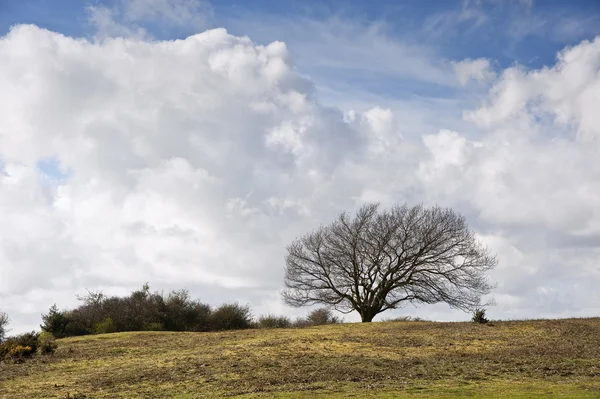 Un seul arbre sur une colline contre un ciel et des nuages bleus éclatants — Photo