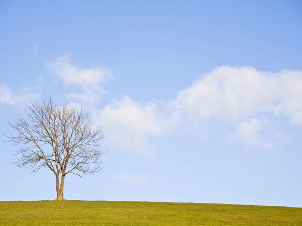 Einzelner Baum auf einem Hügel vor atemberaubendem blauem Himmel und Wolken — Stockfoto