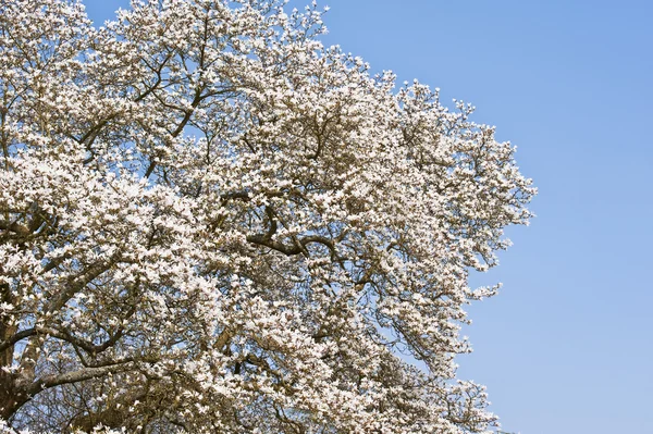 Prachtige verse lente bloeien op levendige blauwe hemel — Stockfoto
