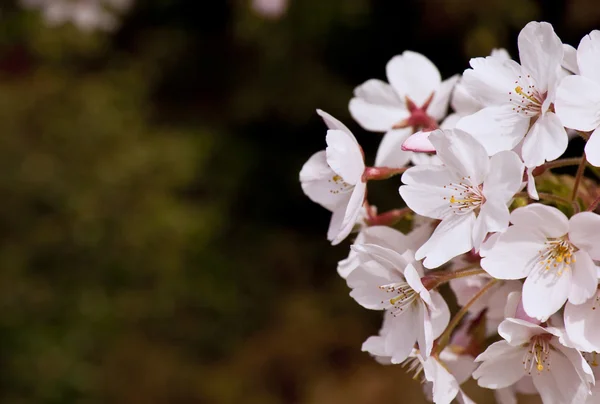 Beau détail frais de fleur de printemps — Photo
