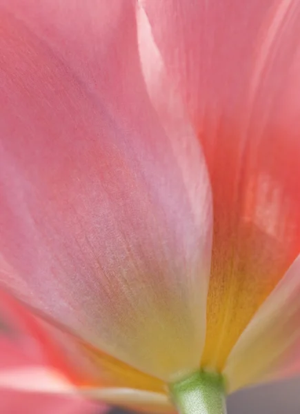 Beautiful macro close up of fresh Spring vibrant tulip flower — Stock Photo, Image