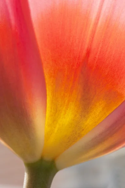 Piękne makro z bliska kwiatu tulip wibrujący wiosna świeży — Zdjęcie stockowe