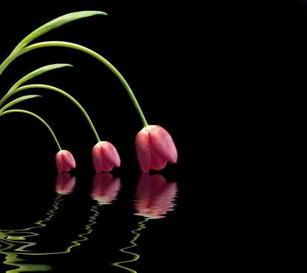 Tre tulipani rossi freschi primavera riflessi in acqua su nero con c — Foto Stock
