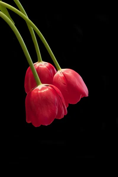 stock image Three fresh spring red tulips on black background with copy spac