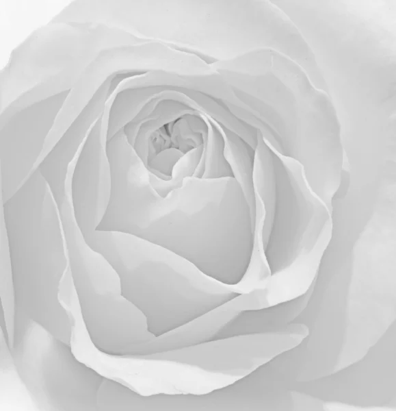 Beautiful macro close up of fresh spring rose flower with vibra — Stock Photo, Image