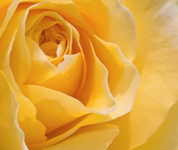 美丽宏关闭新鲜的春天玫瑰花卉与振动 — 图库照片