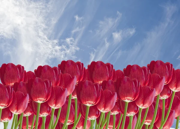 stock image Beautiful fresh spring image of red tulip flowers against stunni