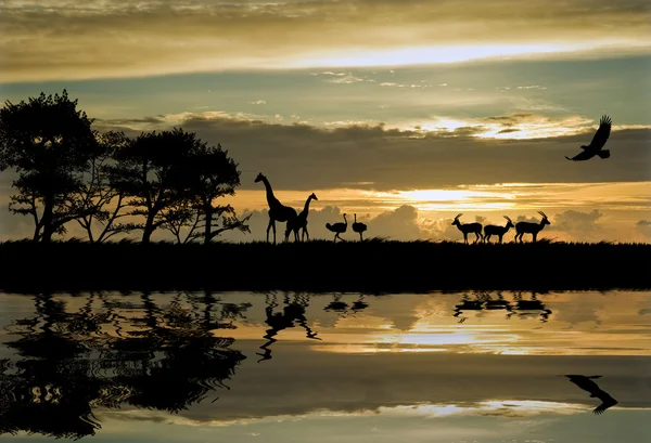 Beautiful African themed silhouette with stunning sunset sky — Zdjęcie stockowe