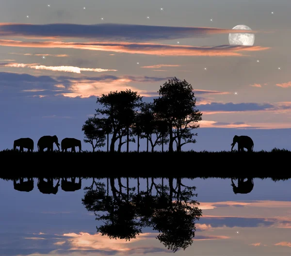 Gökyüzü günbatımı çarpıcı güzel Afrika temalı siluet — Stok fotoğraf