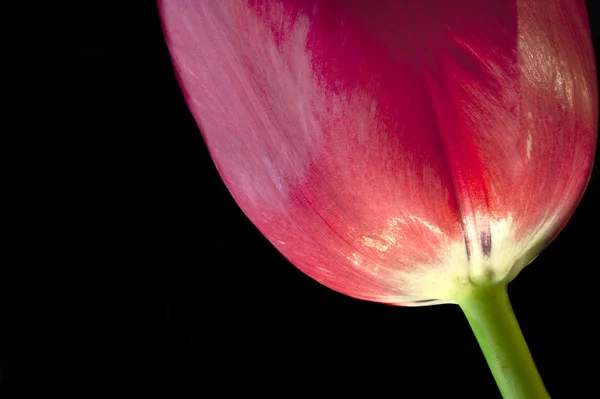 Macro close up of fresh spring tulip head on black background wi — Stock Photo, Image