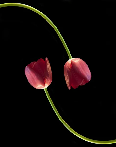 Pereche de lalele roșii proaspete de primăvară pe fundal negru cu — Fotografie, imagine de stoc