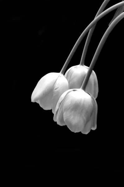 Beautiful black and white image of fresh spring tulips on black — Stock Photo, Image