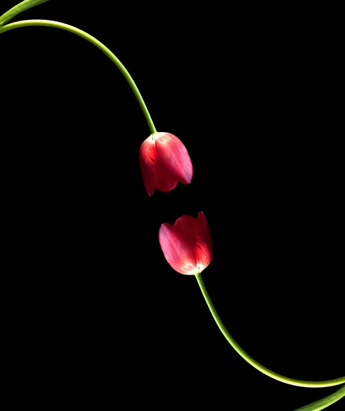 Par de tulipanes frescos de primavera sobre fondo negro con — Foto de Stock