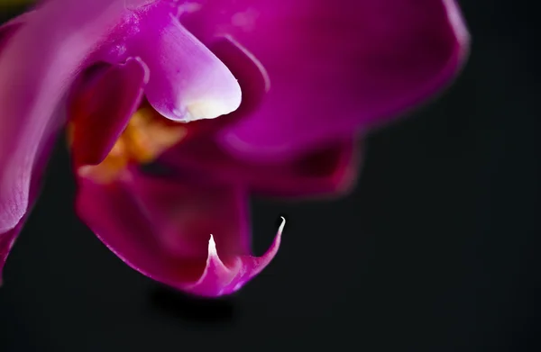 검정에 자주색 난초 phalaenopsis 꽃 — 스톡 사진