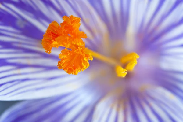 Beautiful macro close up of fresh spring crocus flower with colo — Stock Photo, Image