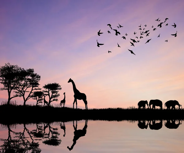 Safari v Africe silueta divokých zvířat odraz ve vodě — Stock fotografie