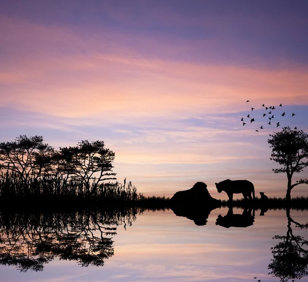Safari en África silueta de leones reflejo en el agua —  Fotos de Stock