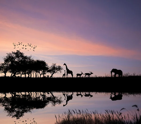 Safari na África silhueta de animais selvagens reflexão na água — Fotografia de Stock