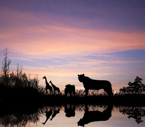 Safari em África silhueta de animais reflexão na água — Fotografia de Stock