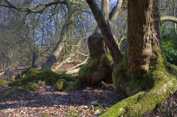 Starożytnego drzewa w lesie wzrost świeże wiosenne z mchu i życiem — Zdjęcie stockowe