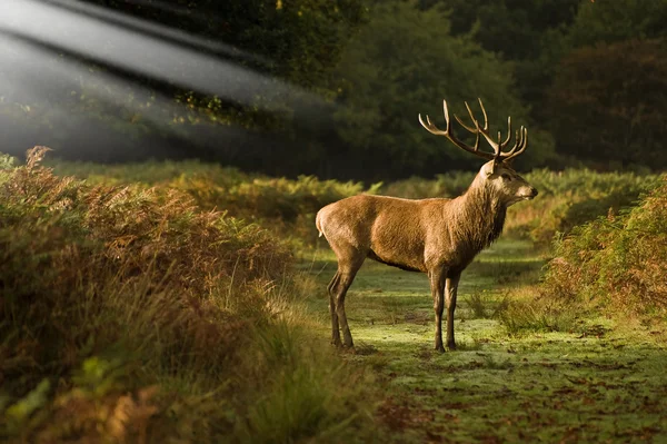 Red deer rutting seizoen najaar vallen — Stockfoto