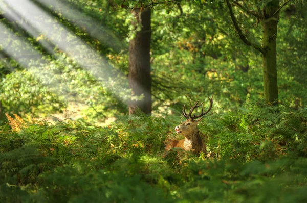 Red deer rutting seizoen najaar vallen — Stockfoto