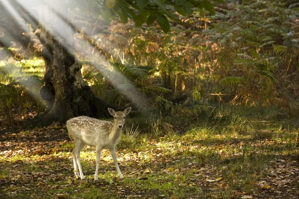 stock image Majestic red deer during rut season October Autumn Fall