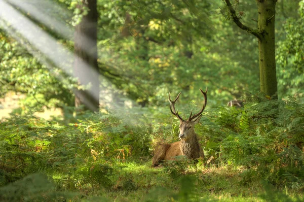 stock image Red Deer Rutting Season Autumn Fall